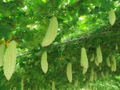 苦瓜增產秘籍：從田間到餐桌的豐收密碼